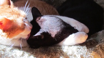a little cat grooms another cat